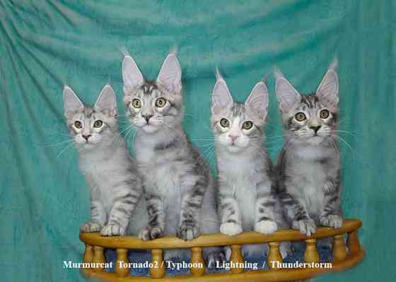 Мейн кун котята питомник Murmurcat Москва Москва