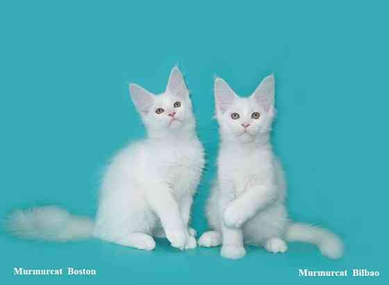 Мейн кун котята питомник Murmurcat Москва Москва