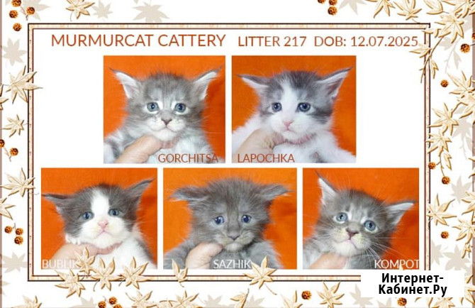 Мейн кун котята питомник Murmurcat Москва Москва - изображение 3