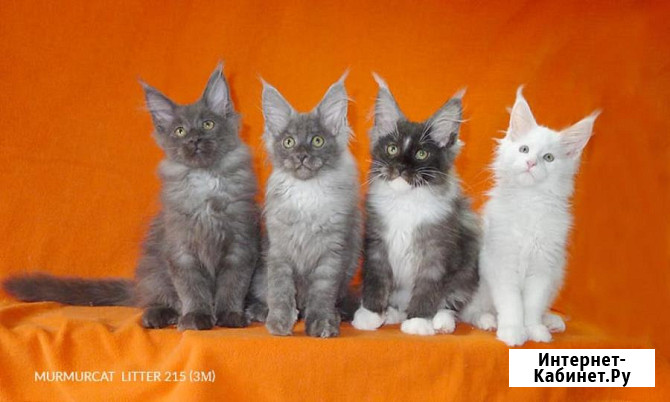 Мейн кун котята питомник Murmurcat Москва Москва - изображение 1
