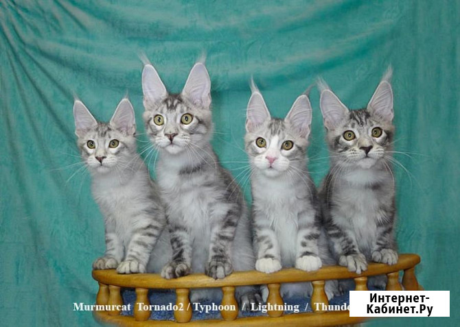 Мейн кун котята питомник Murmurcat Москва Москва - изображение 2