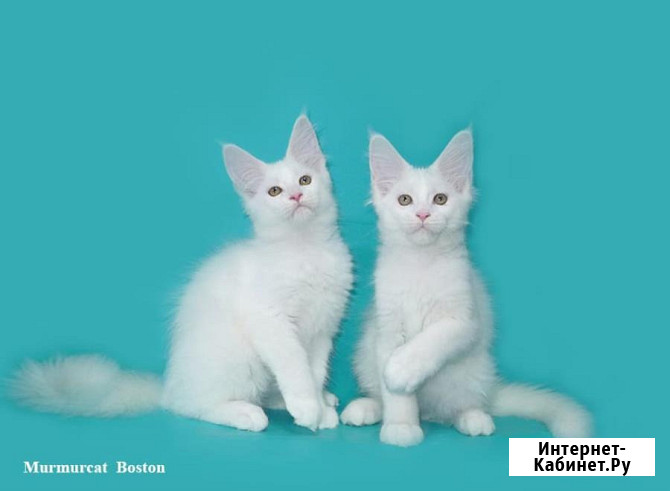 Мейн кун котята питомник Murmurcat Москва Москва - изображение 4