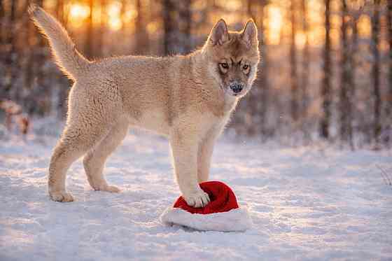 Щенки хаски агути Екатеринбург