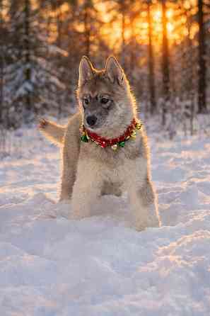 Щенки хаски агути Екатеринбург