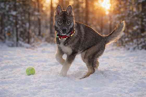 Щенки хаски агути Екатеринбург
