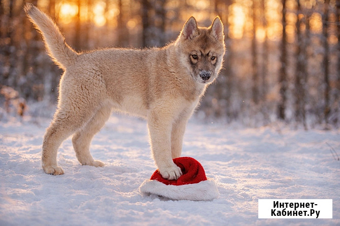 Щенки хаски агути Екатеринбург - изображение 3