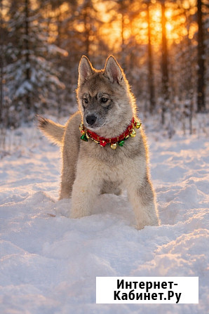 Щенки хаски агути Екатеринбург - изображение 1