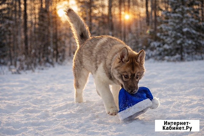 Щенки хаски агути Екатеринбург - изображение 2