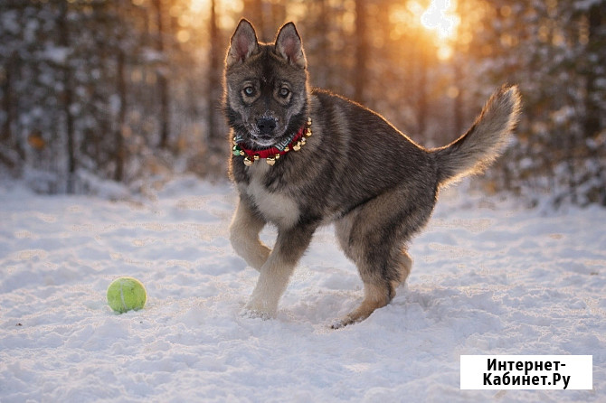 Щенки хаски агути Екатеринбург - изображение 4