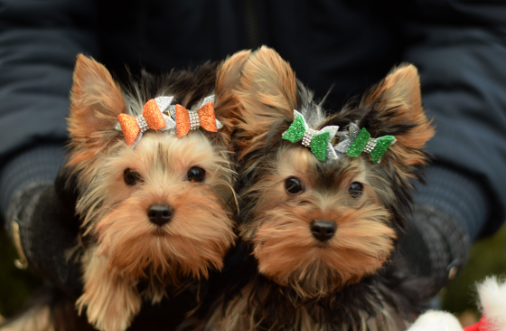 Йоркширский терьер, щенок Ярославль