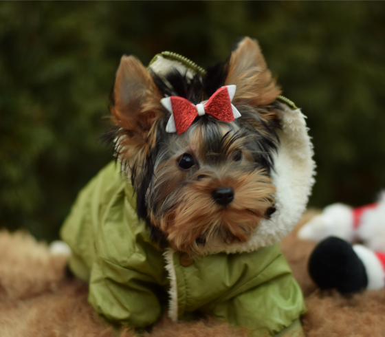 Йоркширский терьер, щенок Ярославль