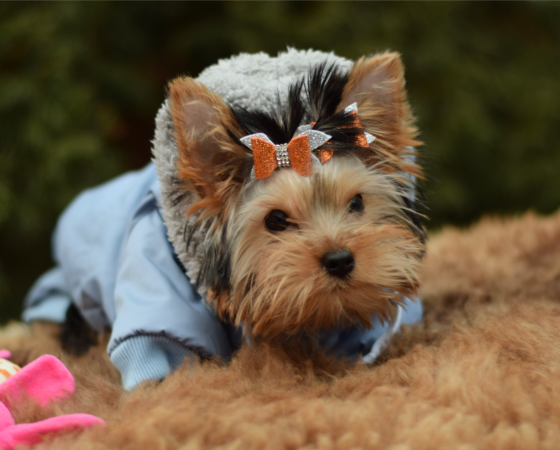 Йоркширский терьер, щенок Ярославль