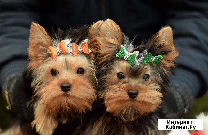 Йоркширский терьер, щенок Ярославль - изображение 3