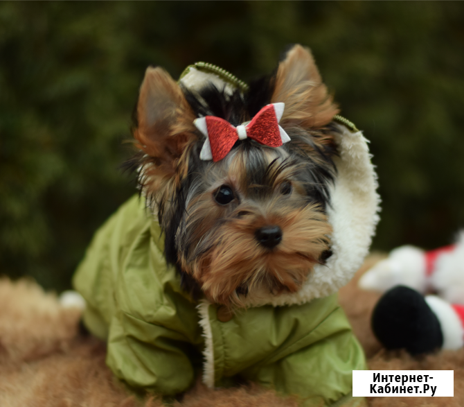 Йоркширский терьер, щенок Ярославль - изображение 1