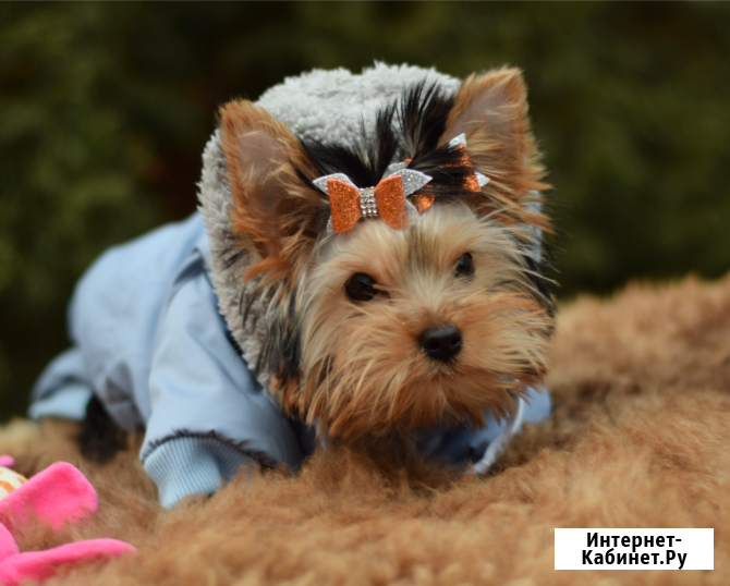 Йоркширский терьер, щенок Ярославль - изображение 2