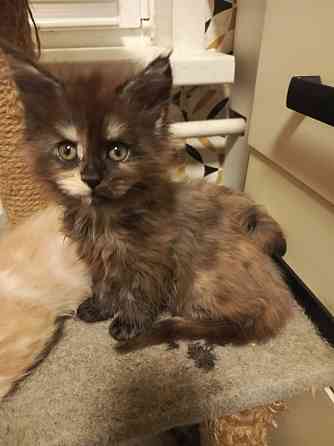 Котята мейкун для души и дома Вологда