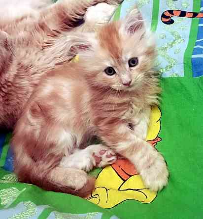 Котята мейкун для души и дома Вологда