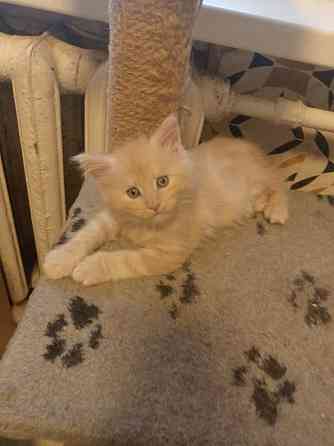 Котята мейкун для души и дома Вологда