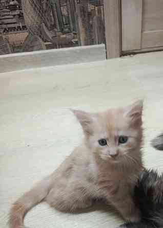 Котята мейкун для души и дома Вологда