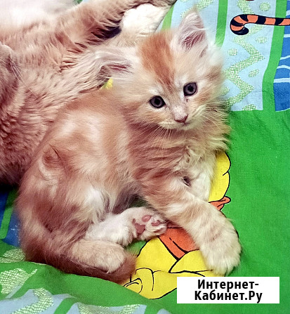 Котята мейкун для души и дома Вологда - изображение 4