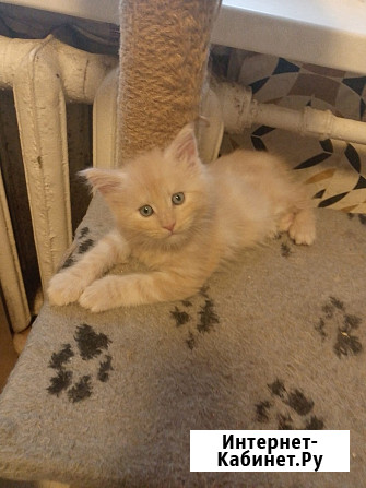 Котята мейкун для души и дома Вологда - изображение 2