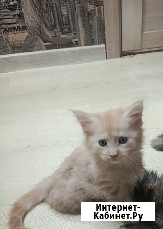 Котята мейкун для души и дома Вологда - изображение 3