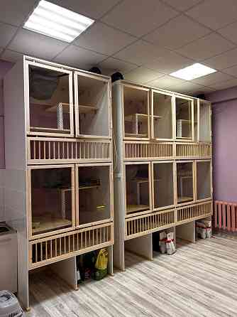 Передержка кошек Астрахань