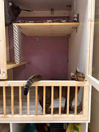 Передержка кошек Астрахань