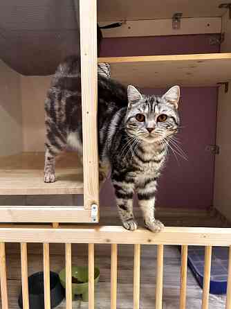 Передержка кошек Астрахань