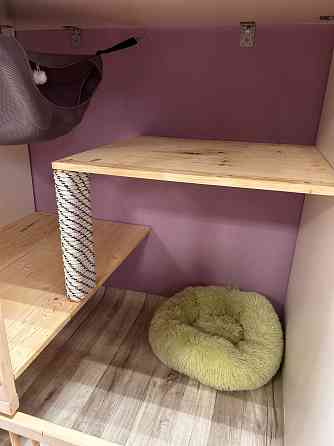 Передержка кошек Астрахань