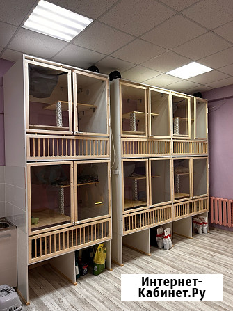 Передержка кошек Астрахань - изображение 1