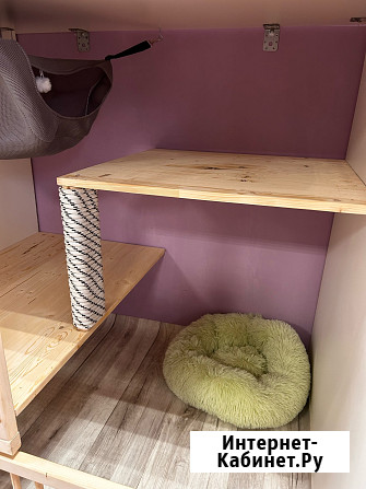 Передержка кошек Астрахань - изображение 4