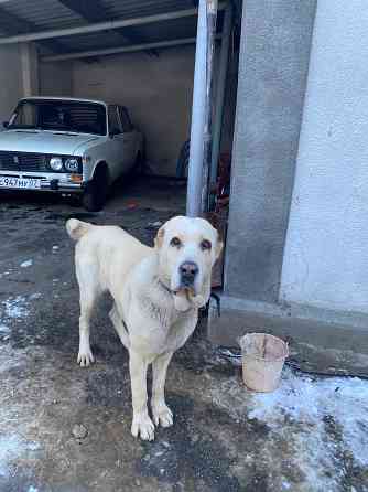 Собака Баксан