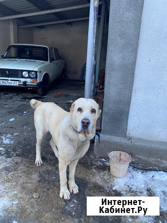 Собака Баксан - изображение 1