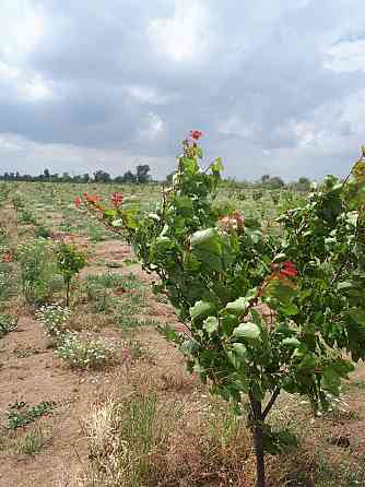 Участок СНТ, ДНП 15 сот. в аренду в Астрахани Астрахань