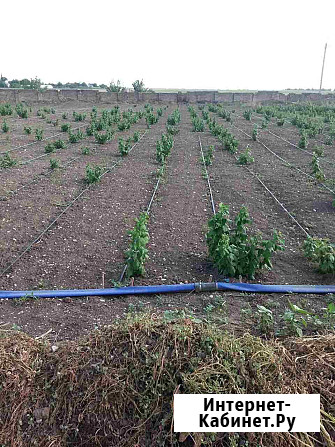 Участок СНТ, ДНП 15 сот. в аренду в Астрахани Астрахань - изображение 3