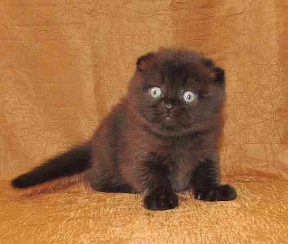 Шотландская кошечка из питомника Санкт-Петербург
