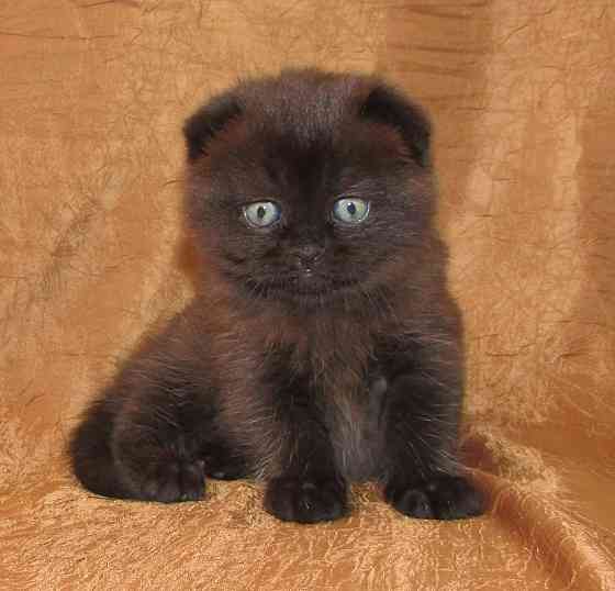 Шотландская кошечка из питомника Санкт-Петербург