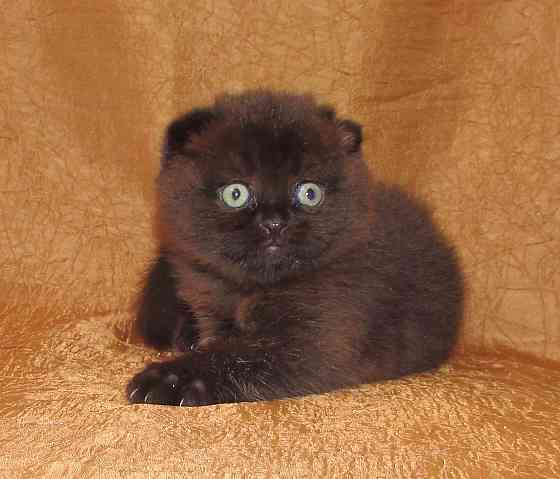 Шотландская кошечка из питомника Санкт-Петербург