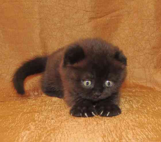 Шотландская кошечка из питомника Санкт-Петербург