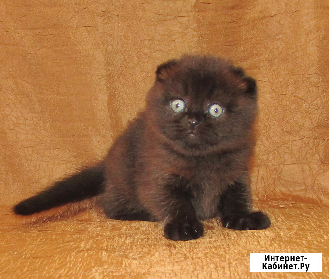 Шотландская кошечка из питомника Санкт-Петербург - изображение 1