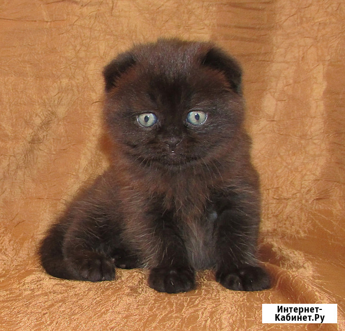 Шотландская кошечка из питомника Санкт-Петербург - изображение 4