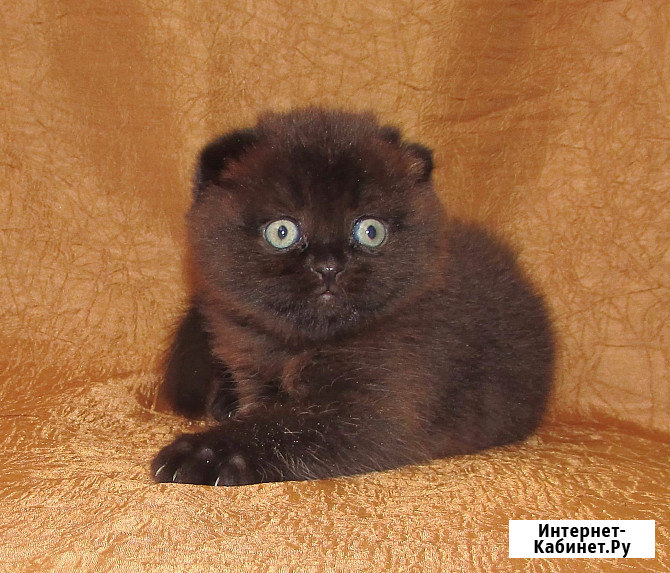 Шотландская кошечка из питомника Санкт-Петербург - изображение 3