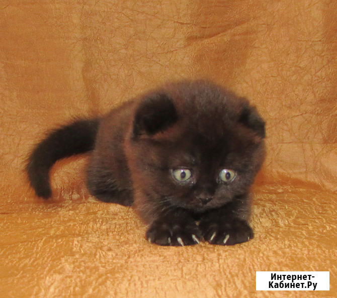 Шотландская кошечка из питомника Санкт-Петербург - изображение 2