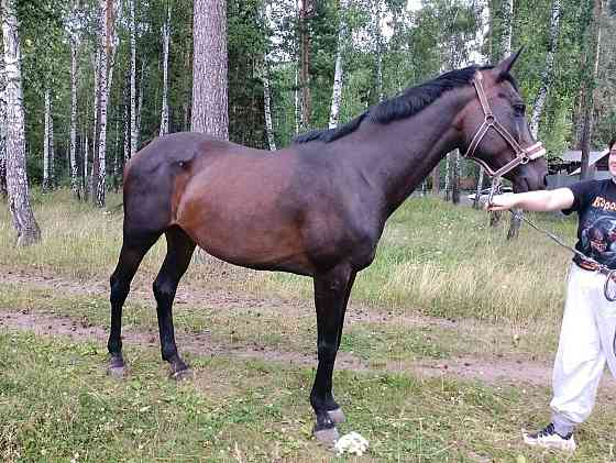 Продажа лошади Озерск