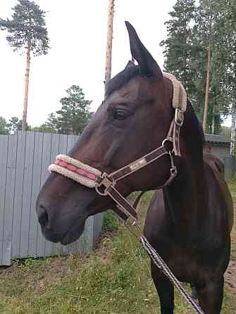 Продажа лошади Озерск