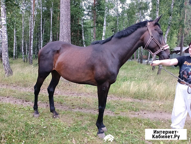 Продажа лошади Озерск - изображение 2
