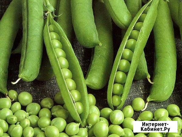 Семена гороха ярового Аксайский усатый 7 Усатый кормовой Зерноград - изображение 1