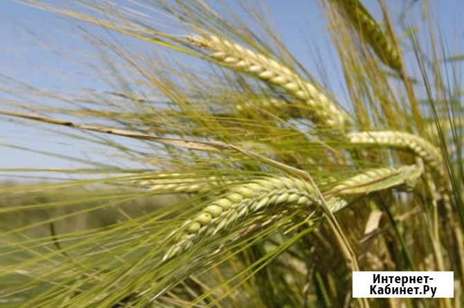 Семена ячменя ярового Зерноград - изображение 1