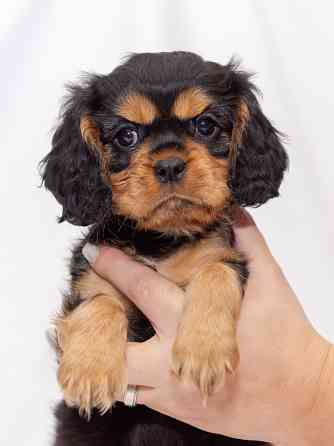 ЩЕНКИ КАВАЛЕР КИНГ ЧАРЛЬЗ СПАНИЕЛЬ Тамбов